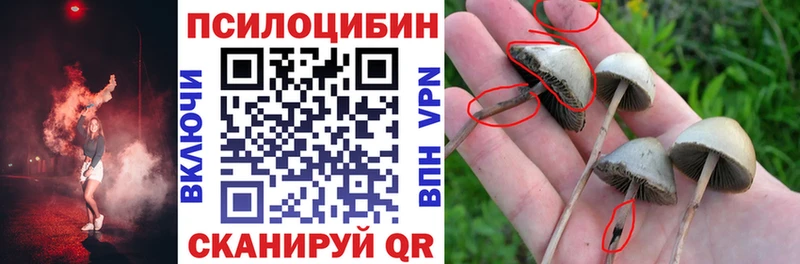 площадка телеграм  Тетюши  Псилоцибиновые грибы Psilocybine cubensis 